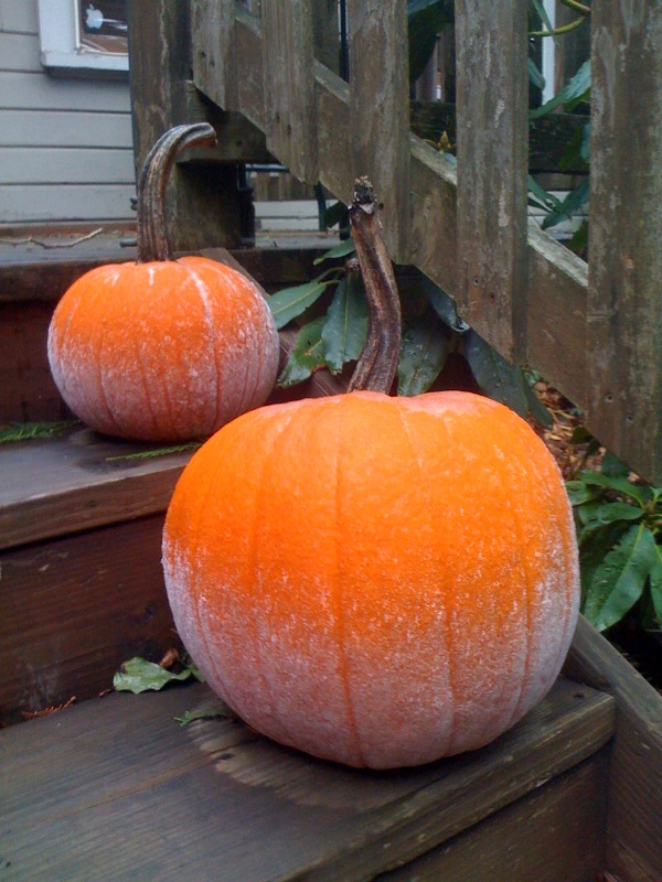 [Image: frost-on-pumpkin.jpg]